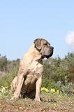 CANE CORSO 345